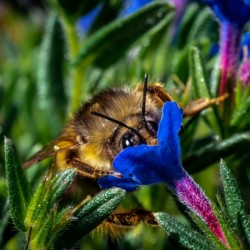 Bumble Bee   Hi Res   A3_1579657780.8007